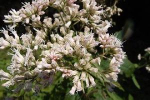 峨眉澤蘭 峨眉澤蘭