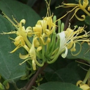 新密金銀花 新密金銀花