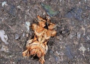 紅暈散紋夜蛾 紅暈散紋夜蛾