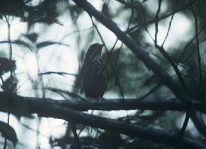 花臉蟻鶇 花臉蟻鶇