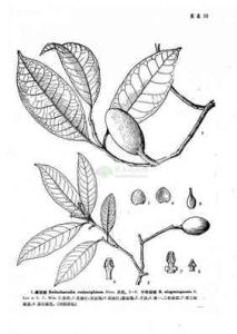 寧明瓊楠 寧明瓊楠