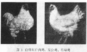 白洛克雞 白洛克雞