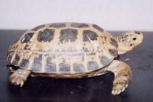 印度陸龜 印度陸龜