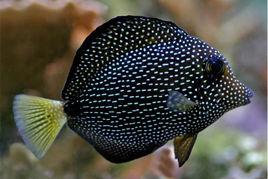 珍珠吊魚 珍珠吊魚