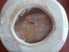 椰青燉鴿 椰青燉鴿