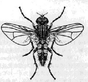 瘤脛廁蠅 瘤脛廁蠅