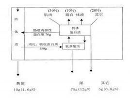 氮平衡實驗 氮平衡實驗