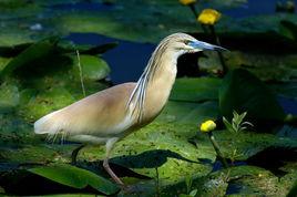 白翅黃池鷺 白翅黃池鷺