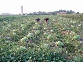 焦村鎮[甘肅省寧縣焦村鎮]