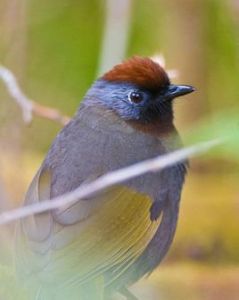 紅頭噪鶥 紅頭噪鶥