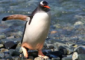 白眉企鵝（巴布亞企鵝、金圖企鵝）Pygoscelis papua