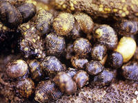 粗紋蜑螺 粗紋蜑螺