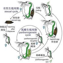 枝角類Daphnia的有性生殖與孤雌生殖的交替
