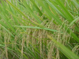 雨田7號 雨田7號