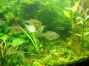 河口光唇魚 河口光唇魚