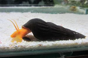 蘇拉威西螺 蘇拉威西螺