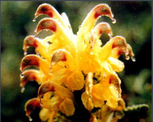 假歐氏系 假歐氏系