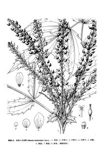 長柱十大功勞 長柱十大功勞