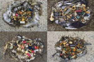 信天翁的中途島悲劇