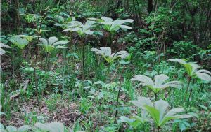 伏毛鬼燈檠 伏毛鬼燈檠