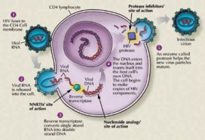 嚴重聯合免疫缺陷病 嚴重聯合免疫缺陷病