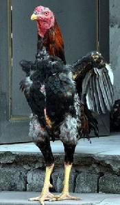 中原鬥雞 中原鬥雞