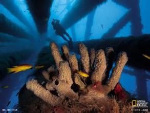 人造彩礁 人造彩礁