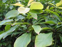 帶有果實的楠樹樹枝