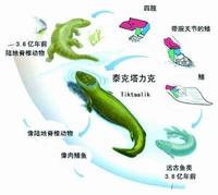 泰克塔力克 泰克塔力克