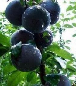 紫琥珀李子 紫琥珀李子