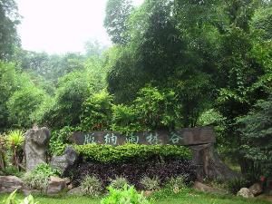 西雙版納熱帶雨林 西雙版納熱帶雨林