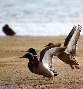 洪湖野鴨 洪湖野鴨