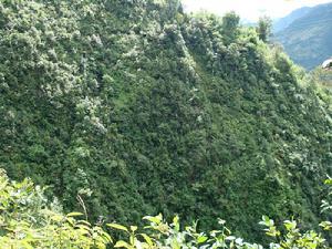 培垛村自然資源－生態林