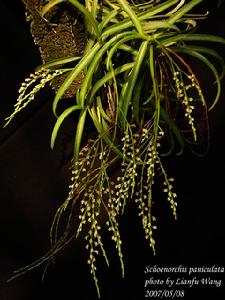 台灣匙唇蘭 台灣匙唇蘭