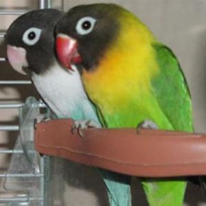 黃領黑頭牡丹鸚鵡