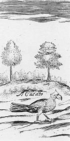 （圖）1634年模里西斯鸚鵡的圖畫