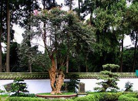 川派盆景 川派盆景