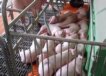 深農豬配套系 深農豬配套系