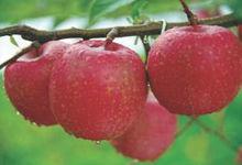 馬欄山特色農產品：蘋果、馬鈴薯和蘋果酒