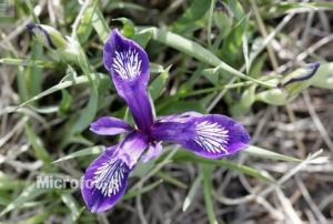 單花鳶尾 單花鳶尾