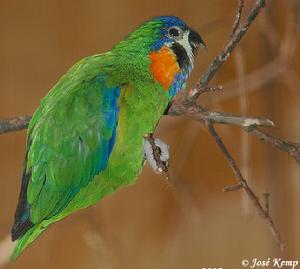橙胸無花果鸚鵡 橙胸無花果鸚鵡