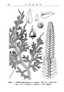 單子卷柏(原亞種) 單子卷柏(原亞種)