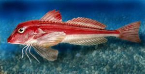 嵴頰紅娘魚 嵴頰紅娘魚