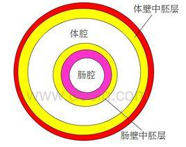 體壁中胚層 體壁中胚層
