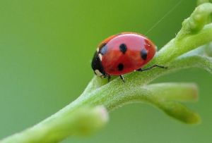 莖骨刀角瓢蟲 莖骨刀角瓢蟲