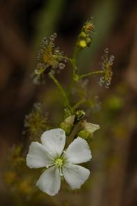 光萼茅膏菜 光萼茅膏菜
