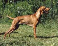 大型維茲拉犬 大型維茲拉犬