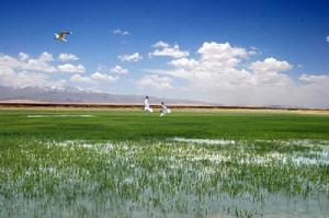 新疆濕地