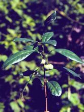 喜光花屬 喜光花屬