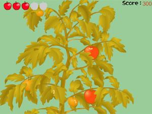 搶收水果 搶收水果